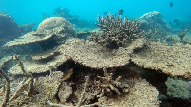 Great Barrier Reef suffered worst bleaching