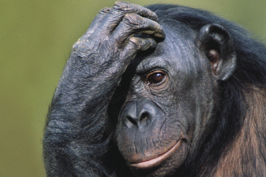 a chimp