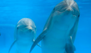 dolphins