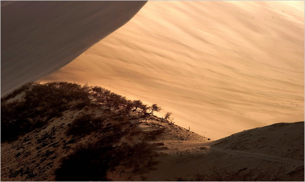 a grove of huarango trees amid the sand dunes at the edge of Ica, Peru