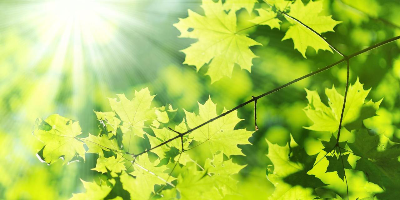 trees in the sun