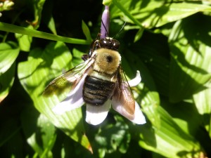 A Native Bee